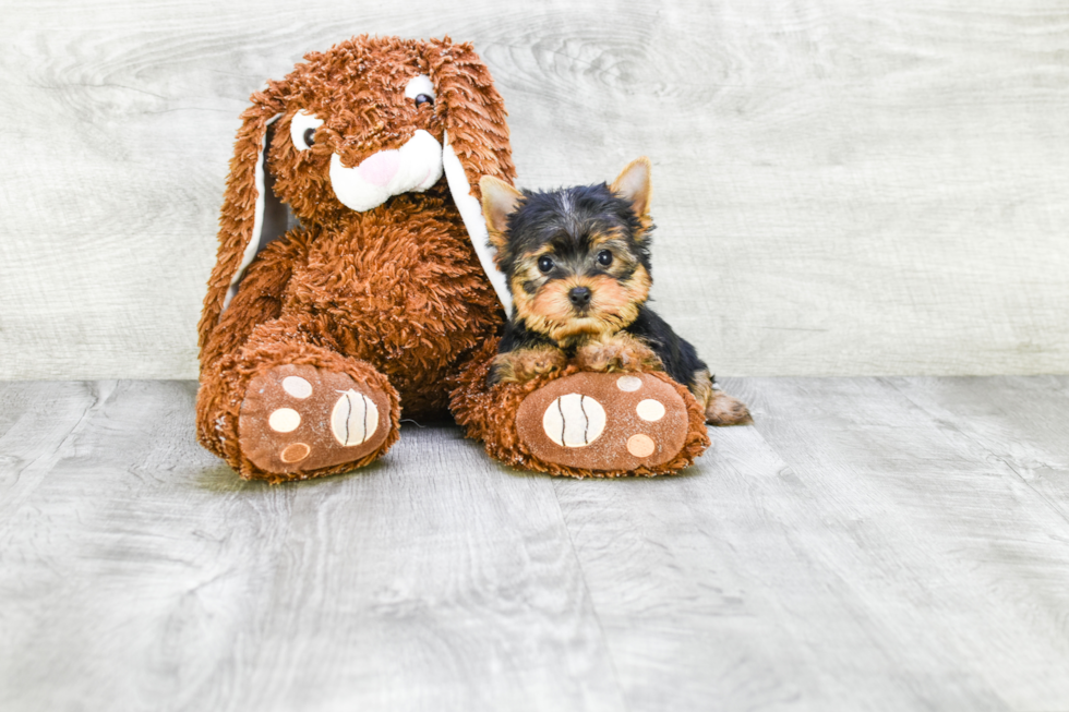 Meet Beckham - our Yorkshire Terrier Puppy Photo 