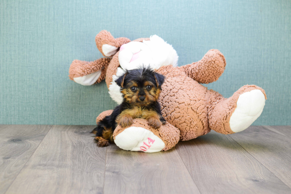 Meet Steph - our Yorkshire Terrier Puppy Photo 