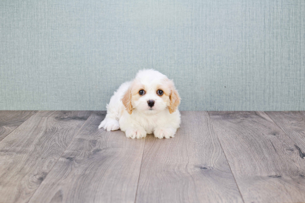 Hypoallergenic Cavalier Designer Puppy