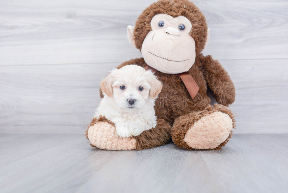 Playful Maltese Poodle Poodle Mix Puppy