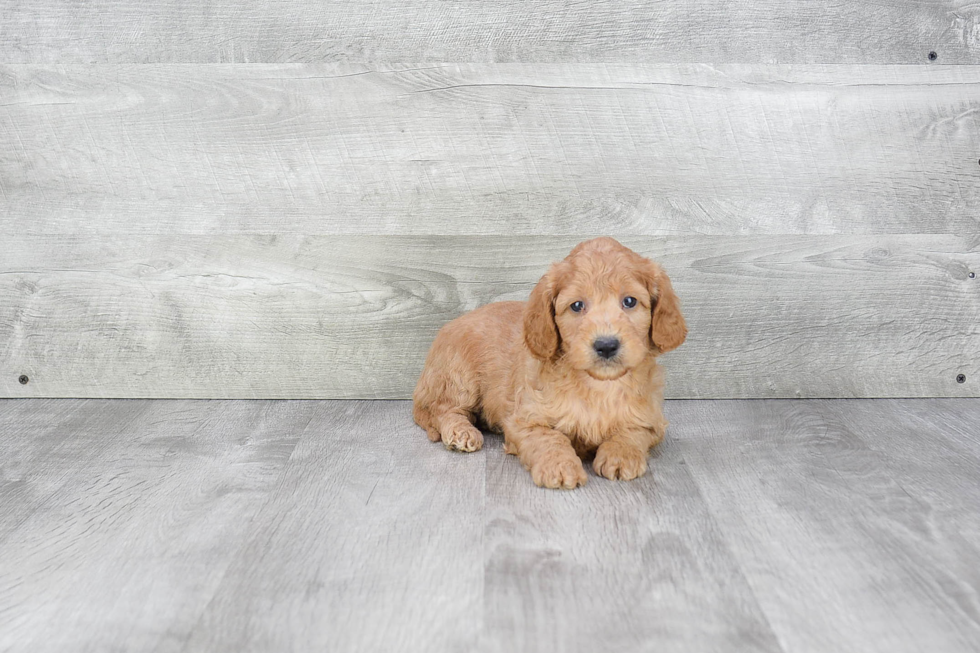 Mini Goldendoodle Puppy for Adoption