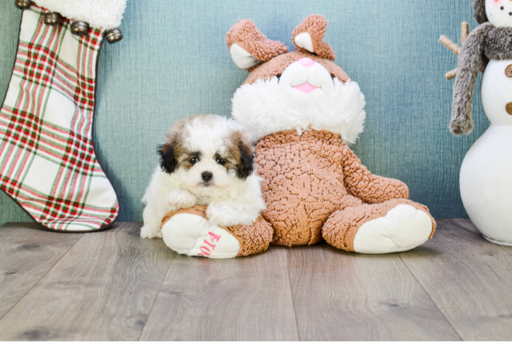 Teddy Bear Pup Being Cute