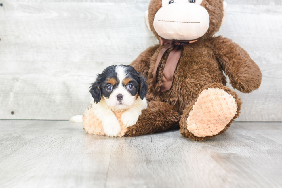 Best Cavalier King Charles Spaniel Baby