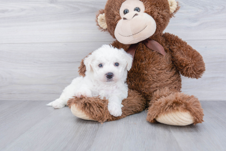 Small Bichon Frise Purebred Pup