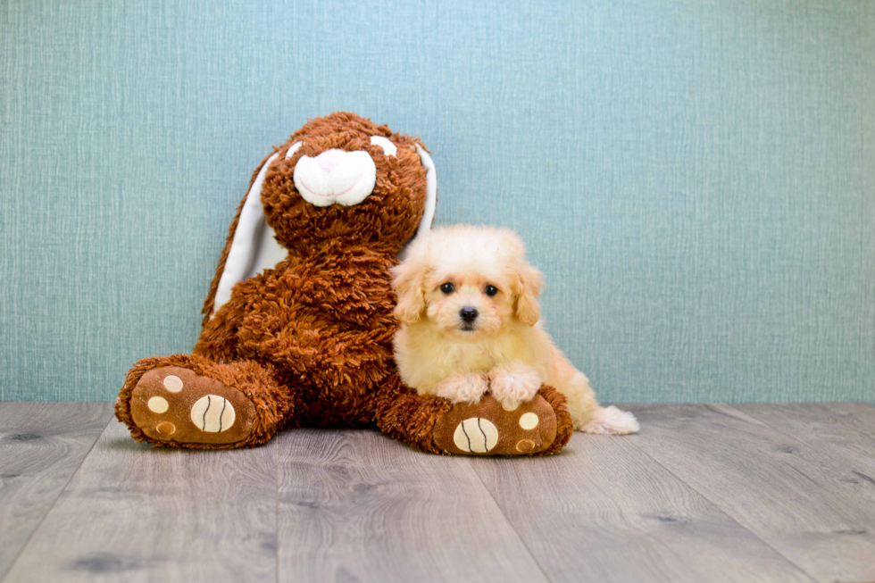 Maltipoo Pup Being Cute