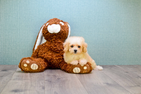 Maltipoo Pup Being Cute