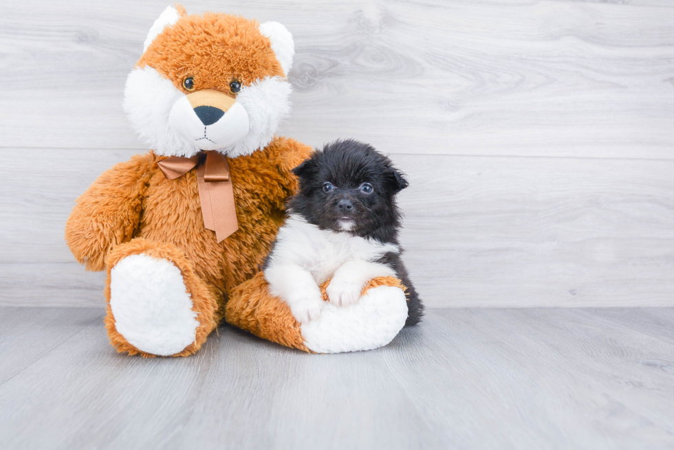 Cute Aussie Pom Baby