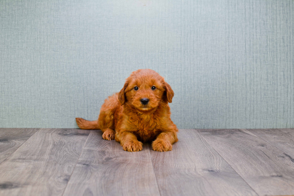 Mini Goldendoodle Pup Being Cute