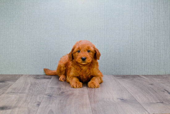 Mini Goldendoodle Pup Being Cute