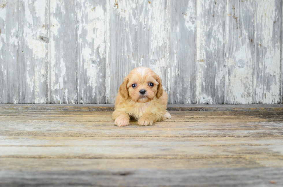 Little Cavalier Designer Puppy