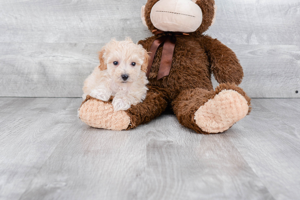 Fluffy Pudle Purebred Puppy