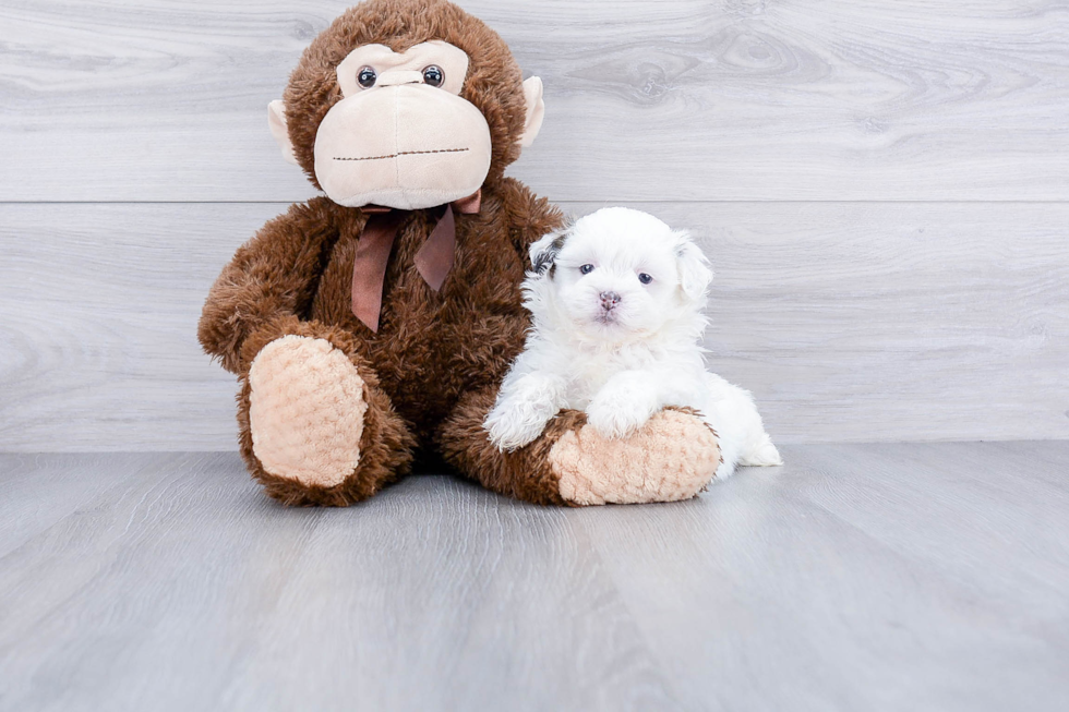 Smart Teddy Bear Designer Pup