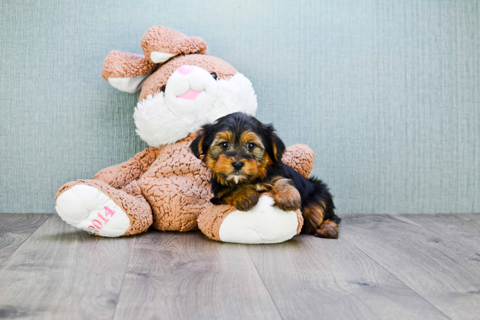 Meet Stevo - our Yorkshire Terrier Puppy Photo 