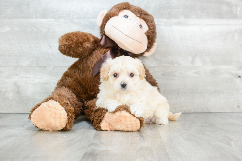 Hypoallergenic Maltepoo Poodle Mix Puppy