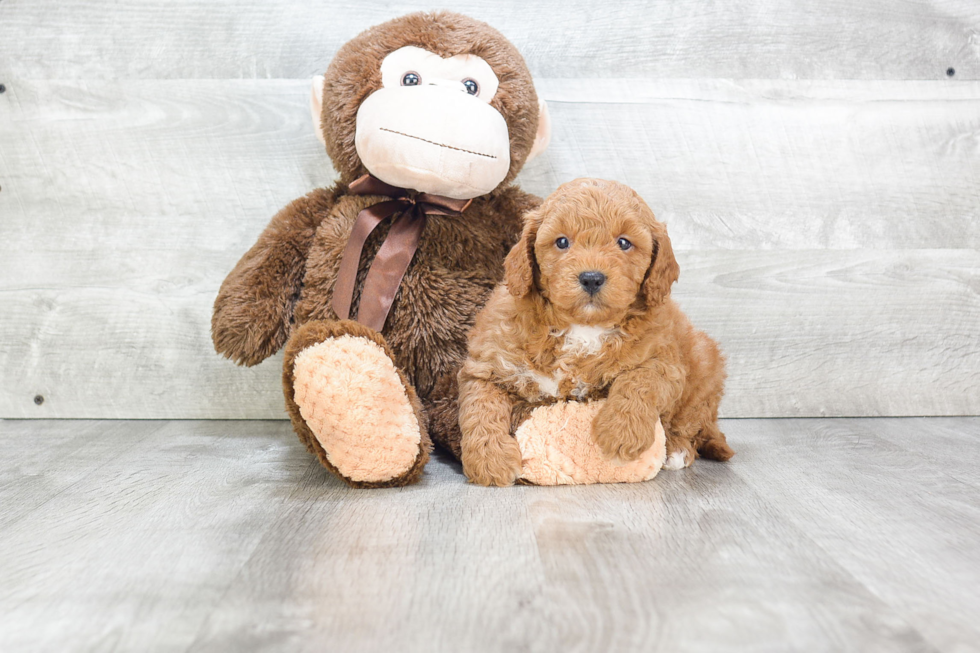 Sweet Mini Goldendoodle Baby