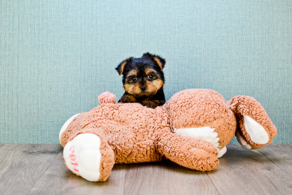 Meet Nugget - our Yorkshire Terrier Puppy Photo 