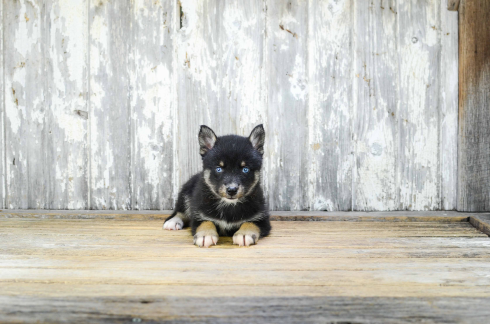 Best Pomsky Baby