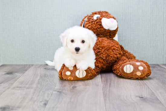 Fluffy Bichon Frise Purebred Puppy