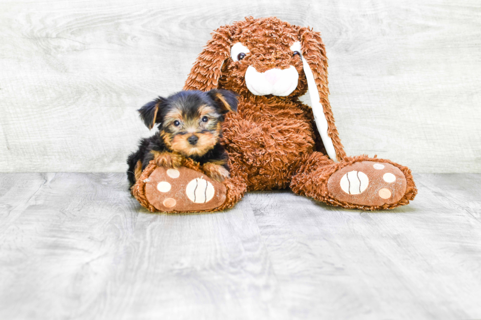 Meet Ronaldo - our Yorkshire Terrier Puppy Photo 