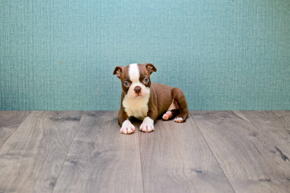 Friendly Boston Terrier Purebred Pup