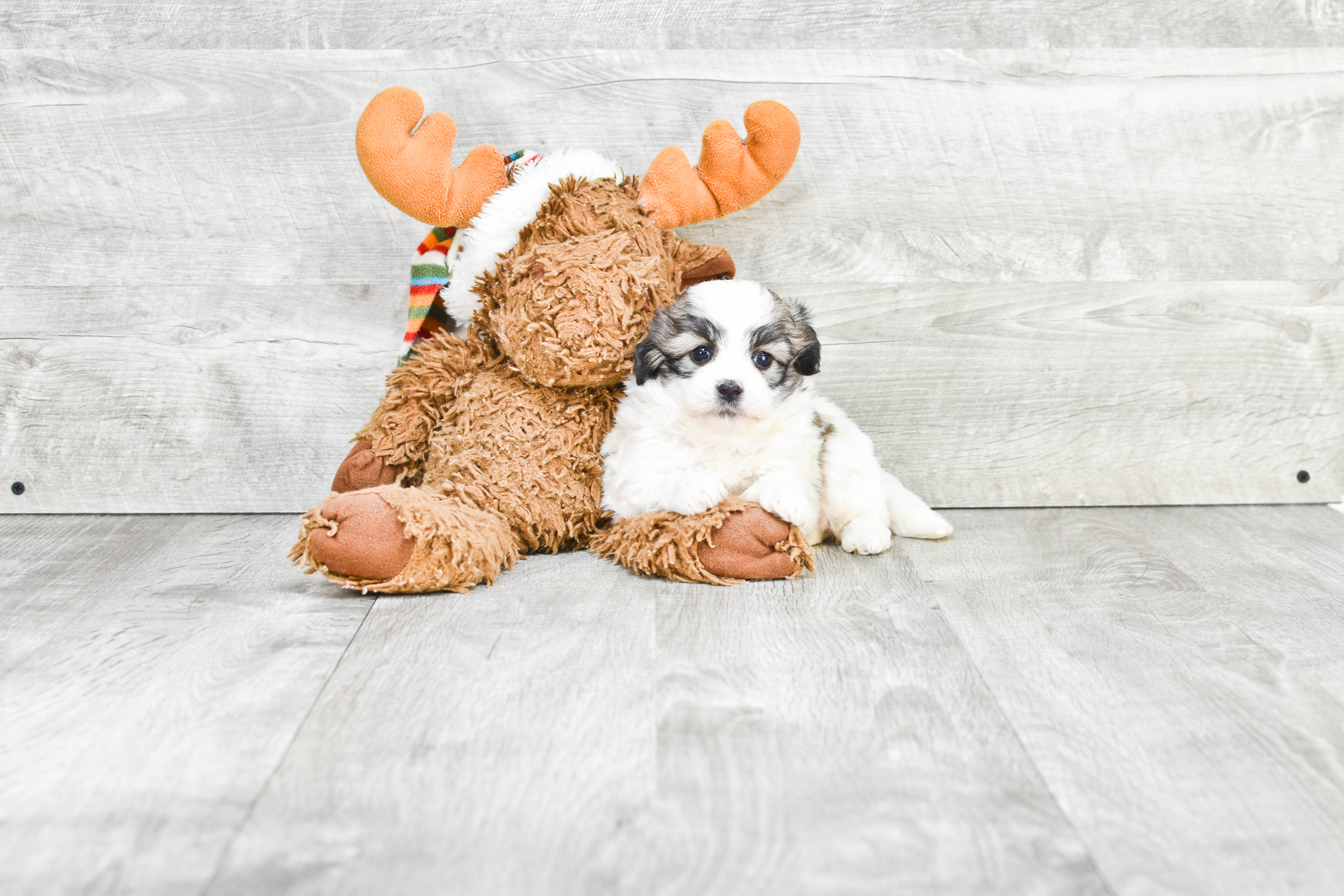 Best Teddy Bear Baby