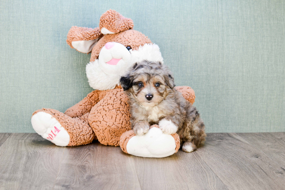 Mini Aussiedoodle Puppy for Adoption