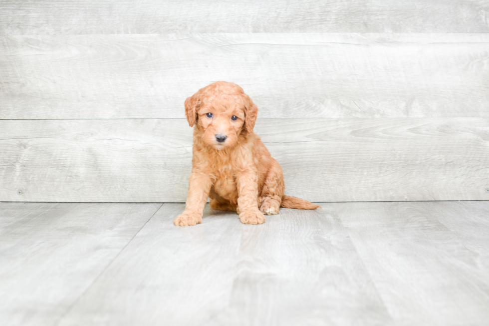 Mini Goldendoodle Puppy for Adoption