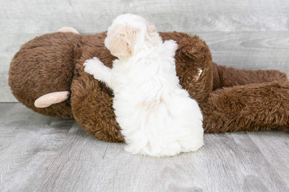 Playful Maltepoo Poodle Mix Puppy