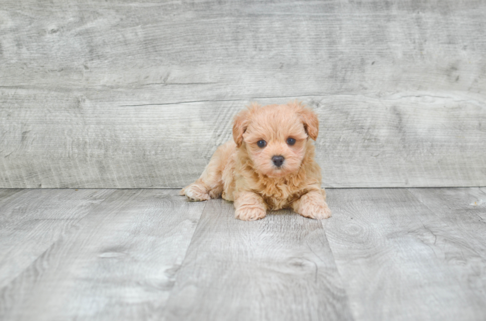 Maltipoo Puppy for Adoption