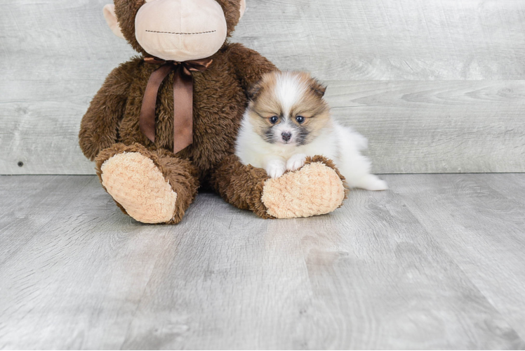 Pomeranian Puppy for Adoption