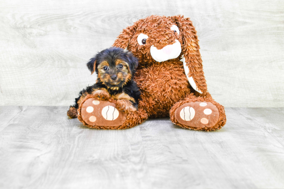 Meet Lisa - our Yorkshire Terrier Puppy Photo 