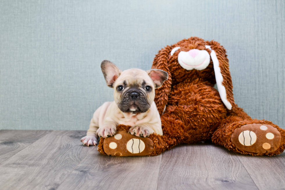 French Bulldog Puppy for Adoption