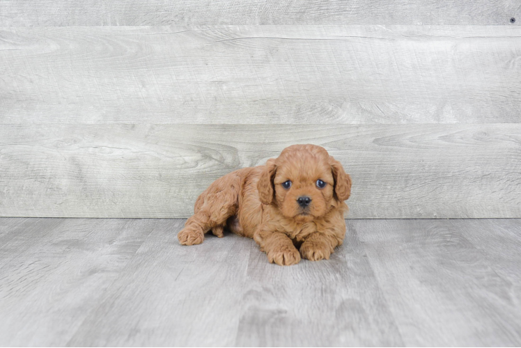 Best Cavapoo Baby