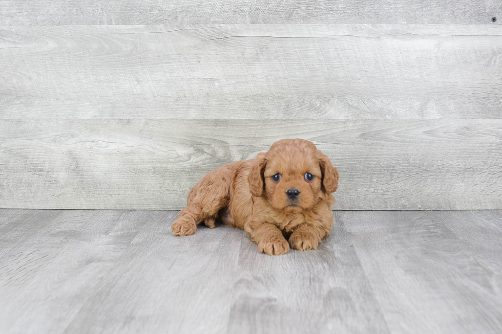 Best Cavapoo Baby