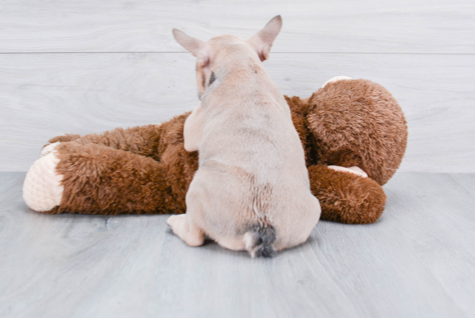 Best French Bulldog Baby