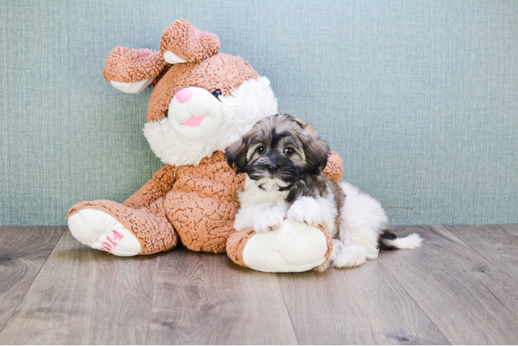 Havanese Puppy for Adoption