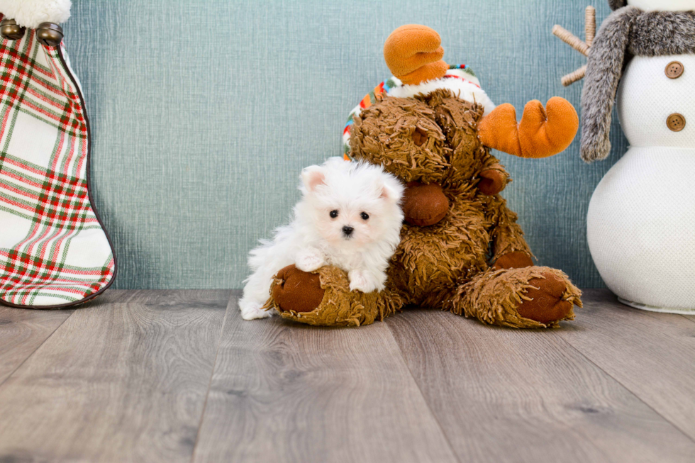 Energetic Maltese Purebred Puppy