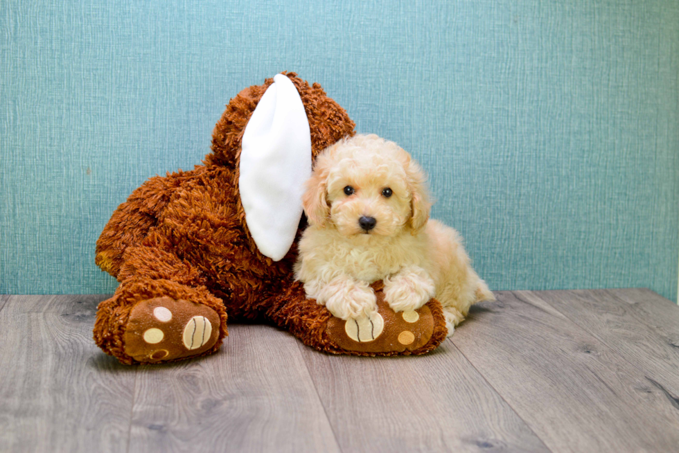 Cavapoo Puppy for Adoption