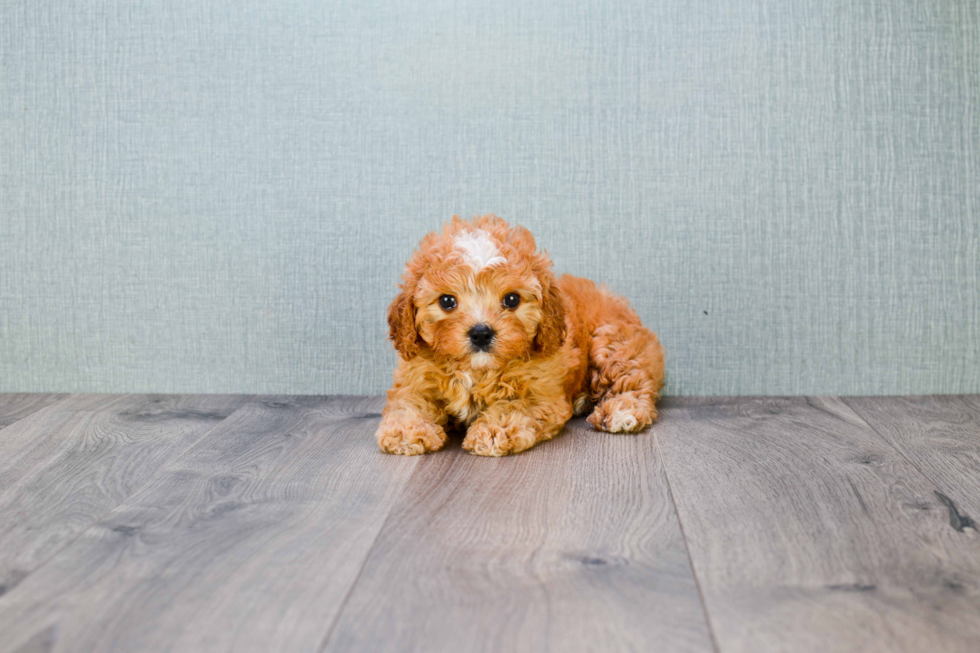 Adorable Cavoodle Poodle Mix Puppy