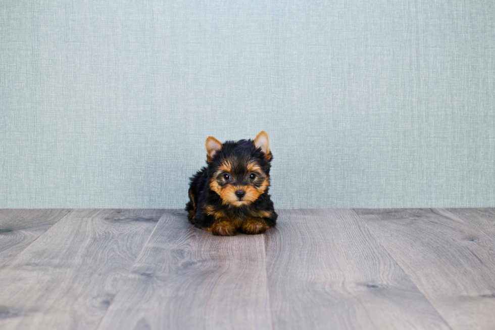 Meet Nugget - our Yorkshire Terrier Puppy Photo 