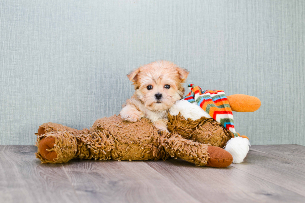 Best Morkie Baby