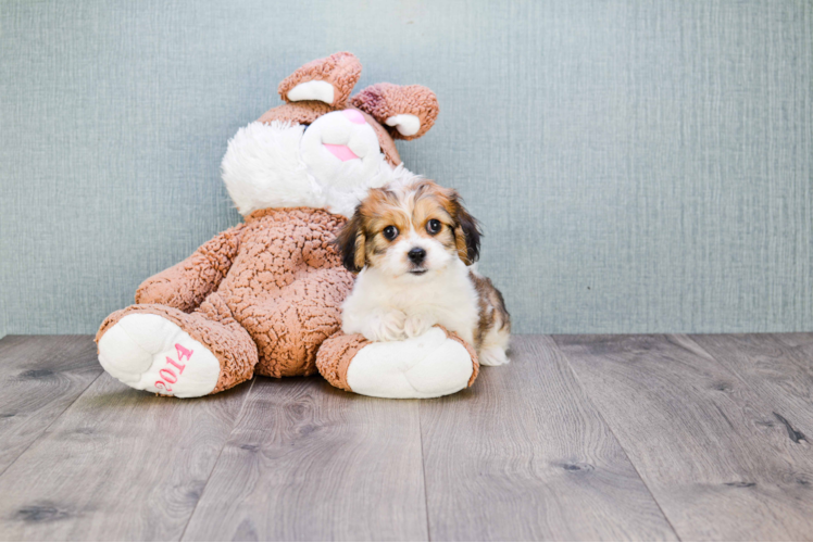 Cavachon Puppy for Adoption