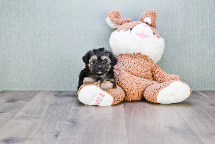 Best Morkie Baby