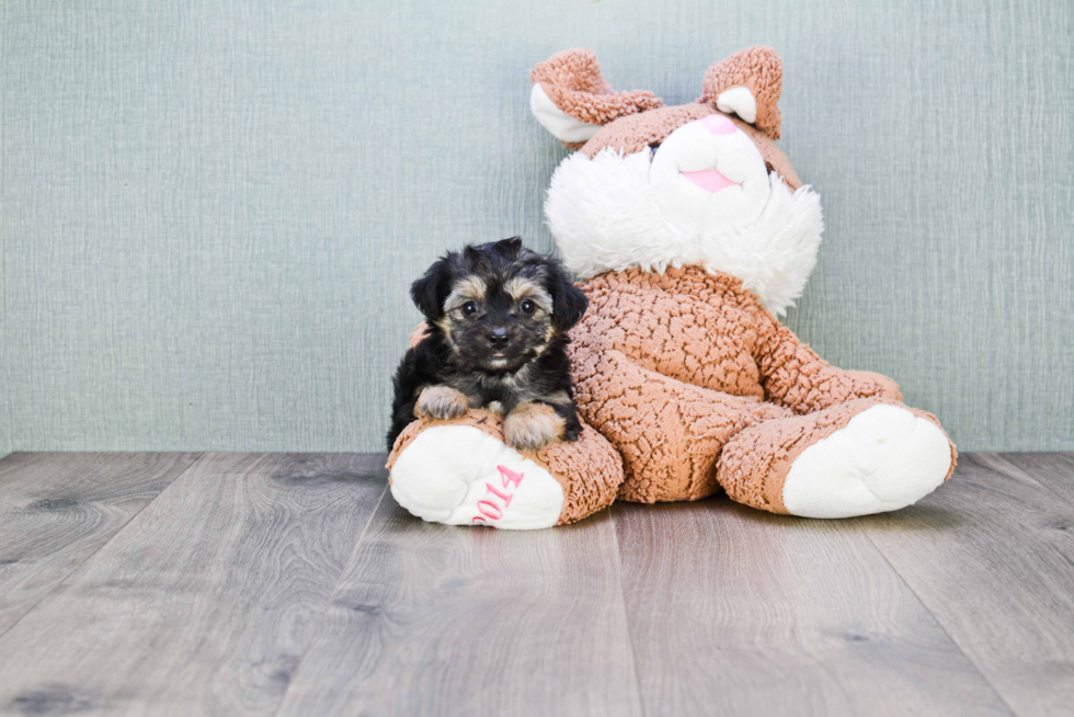 Best Morkie Baby