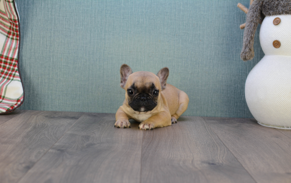 French Bulldog Puppy for Adoption