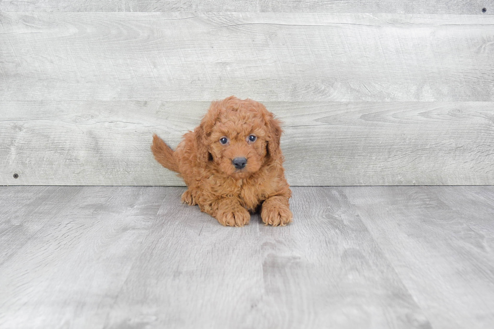 Popular Mini Goldendoodle Poodle Mix Pup