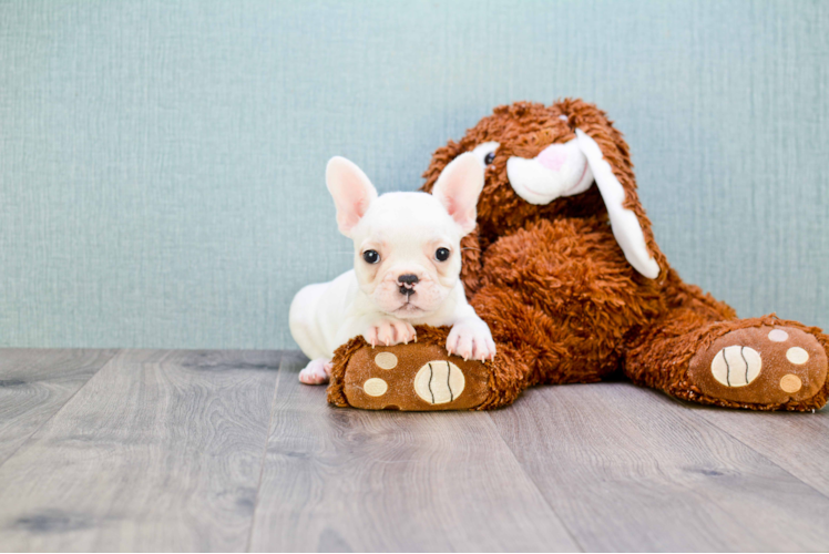 Smart Frenchie Purebred Puppy