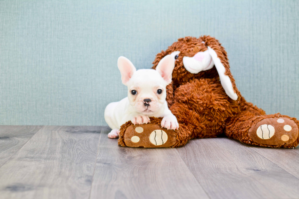 Smart Frenchie Purebred Puppy