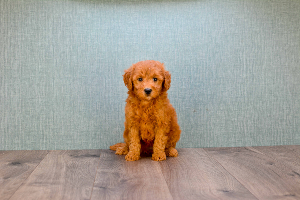 Mini Goldendoodle Pup Being Cute