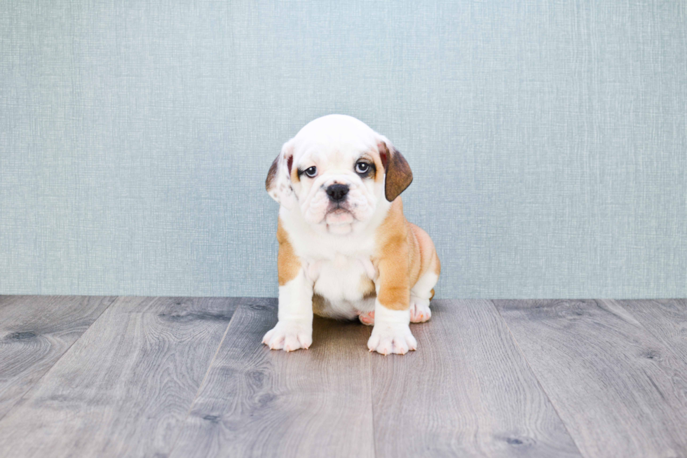 Cute English Bulldog Mix Puppy